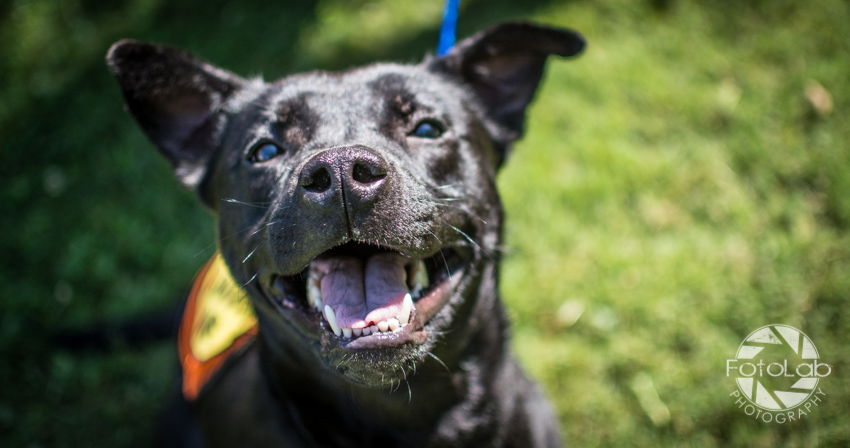 Happiness Lives in Rescues